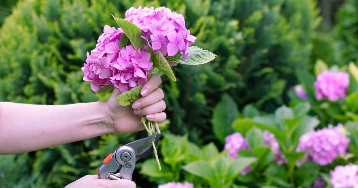 Quand et comment faut-il tailler les hortensias ?