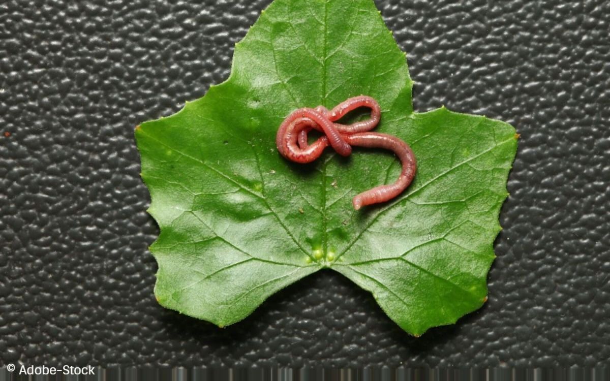 Découvrez le rôle essentiel des vers de terre dans votre jardin