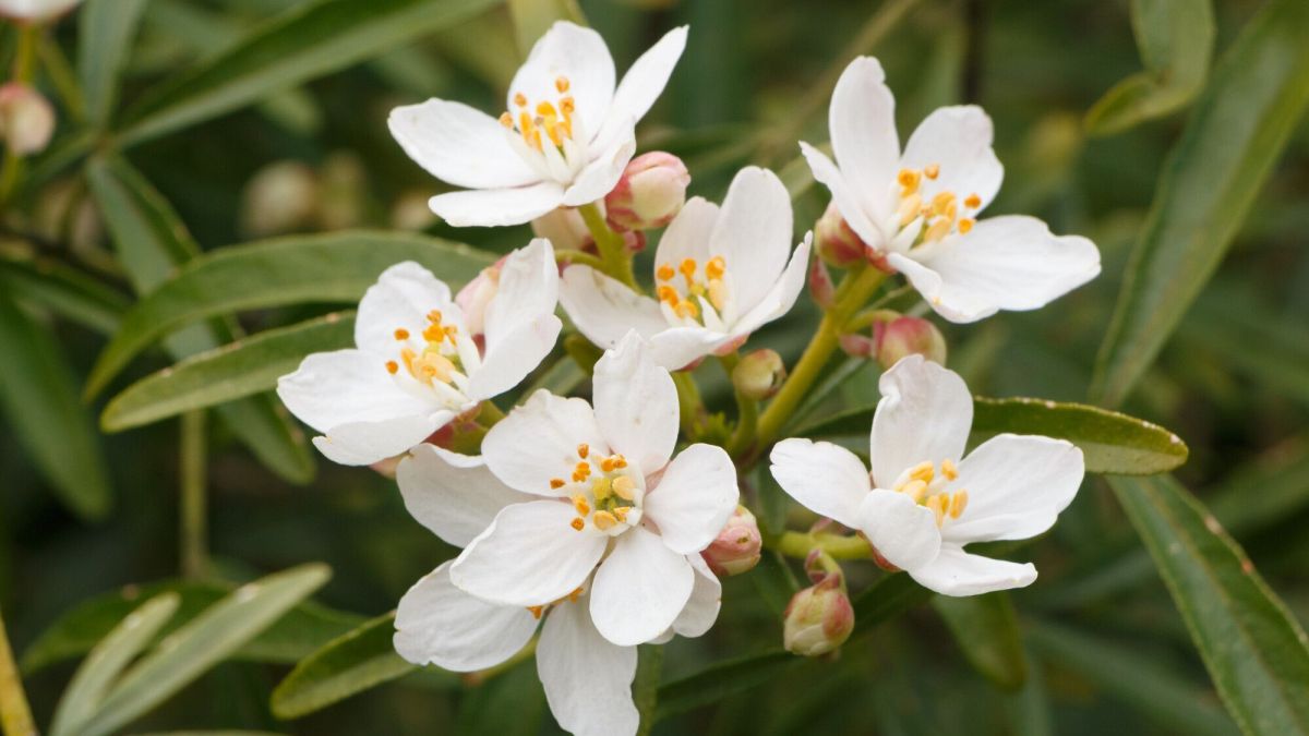 Comment prendre soin de votre oranger du Mexique