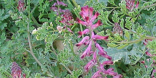 La fumeterre : dépurative et bienfaisante pour les voies biliaires