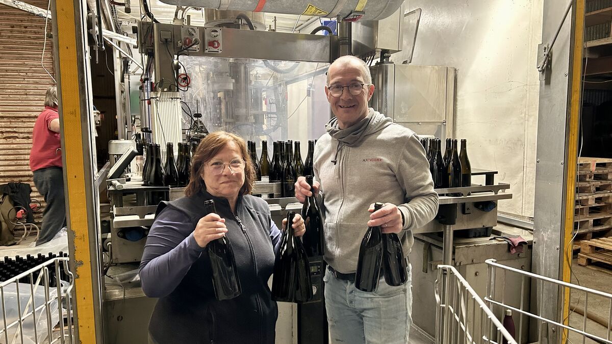 Les derniers vignerons du Loiret face à l'adversité : un héritage menacé