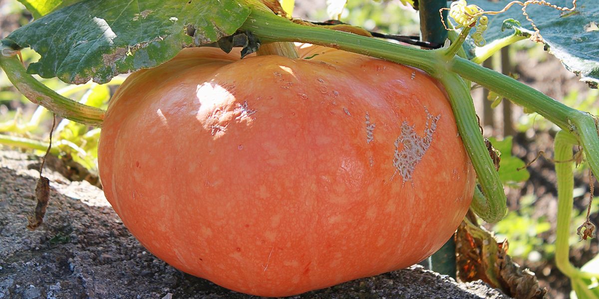 La magie du potiron : entre décoration d'Halloween et délicieuses recettes