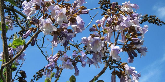 Paulownia tomentosa : l'arbre impérial aux multiples atouts