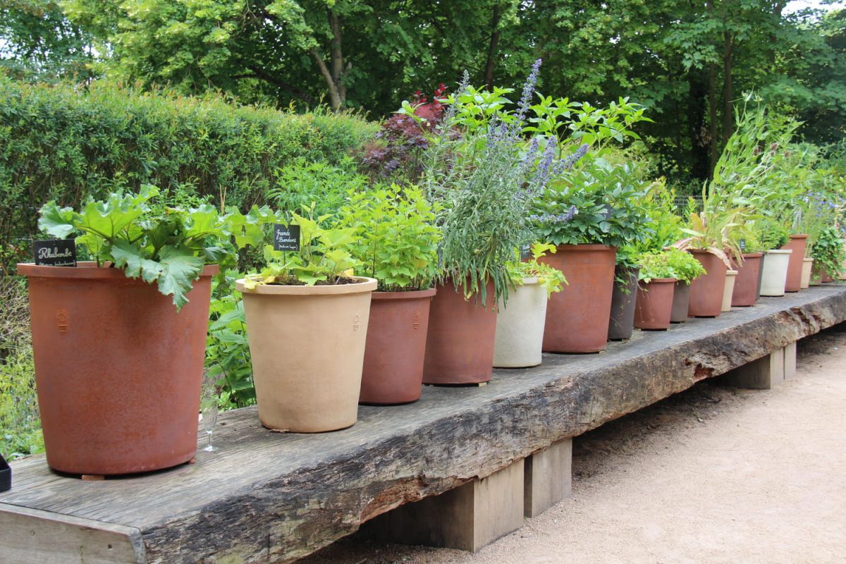 Engrais naturels : comment bien les utiliser pour vos plantes ?