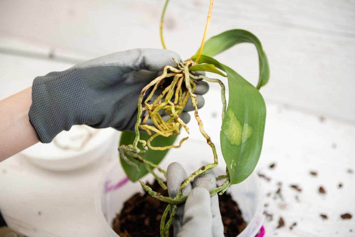 Quand et comment tailler les racines d’orchidée ? Pourquoi ce geste peut booster leur croissance… ou les condamner !