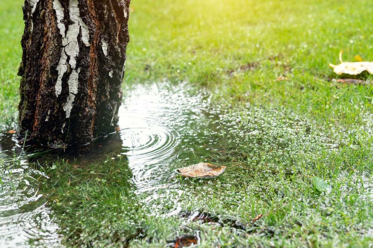 Prévenir les inondations dans votre jardin : simples gestes pour un espace sain