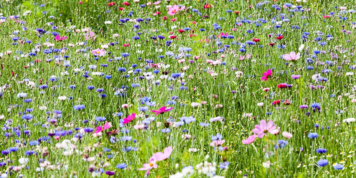 Créer votre prairie fleurie : un jardin coloré et durable