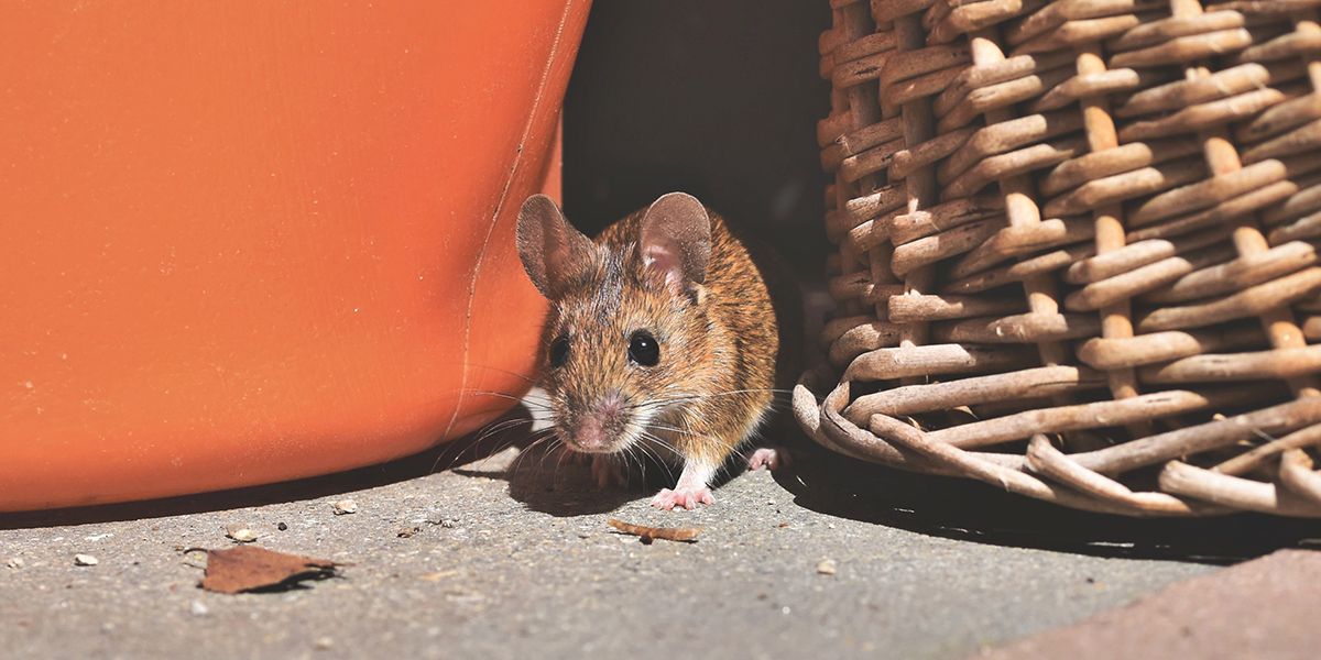 Comment vous débarrasser des souris : les 5 meilleures solutions