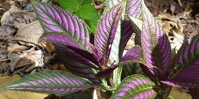 Le bouclier persan : une beauté automnale au jardin