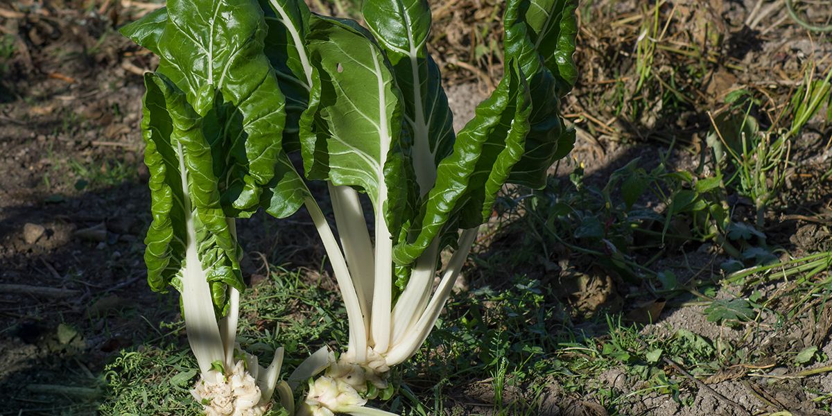 découvrez les bienfaits surprenants de la poirée à cardes
