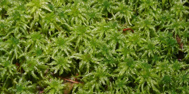 Pourquoi la sphaigne n'a pas sa place dans votre terreau