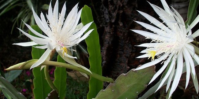 Le cactus orchidée : un bijou exotique à cultiver chez soi