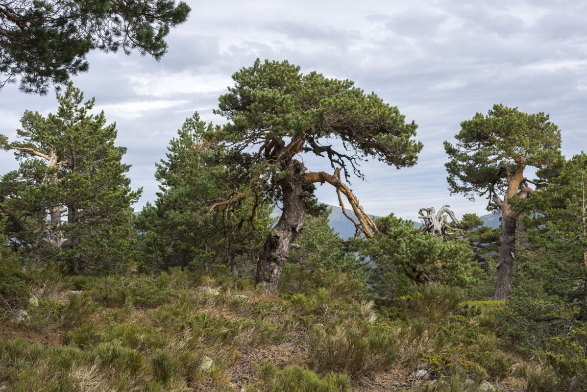 Les arbres qui bravent la sécheresse et embellissent nos jardins