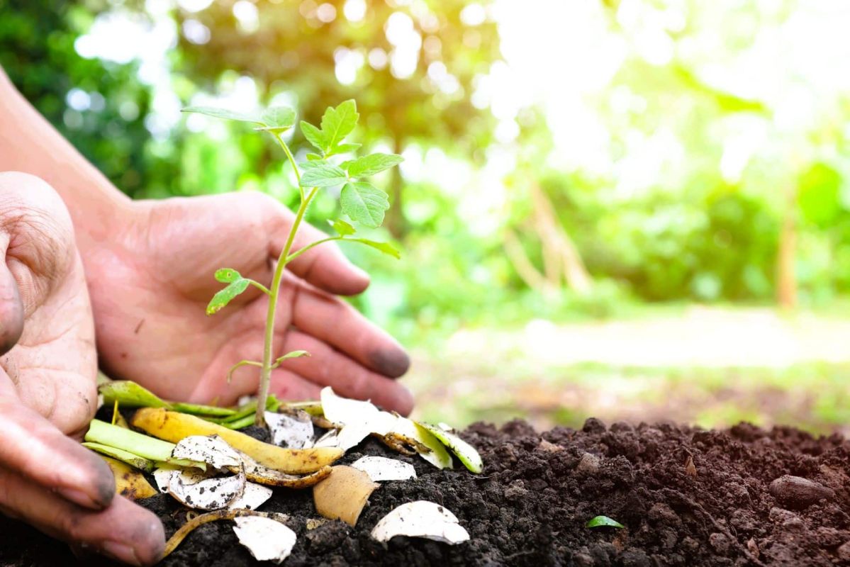 Découvrez si votre compost est prêt à l'emploi en quelques étapes simples