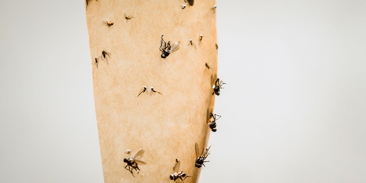 Les secrets d'un piège à mouches fait maison : 5 astuces à découvrir