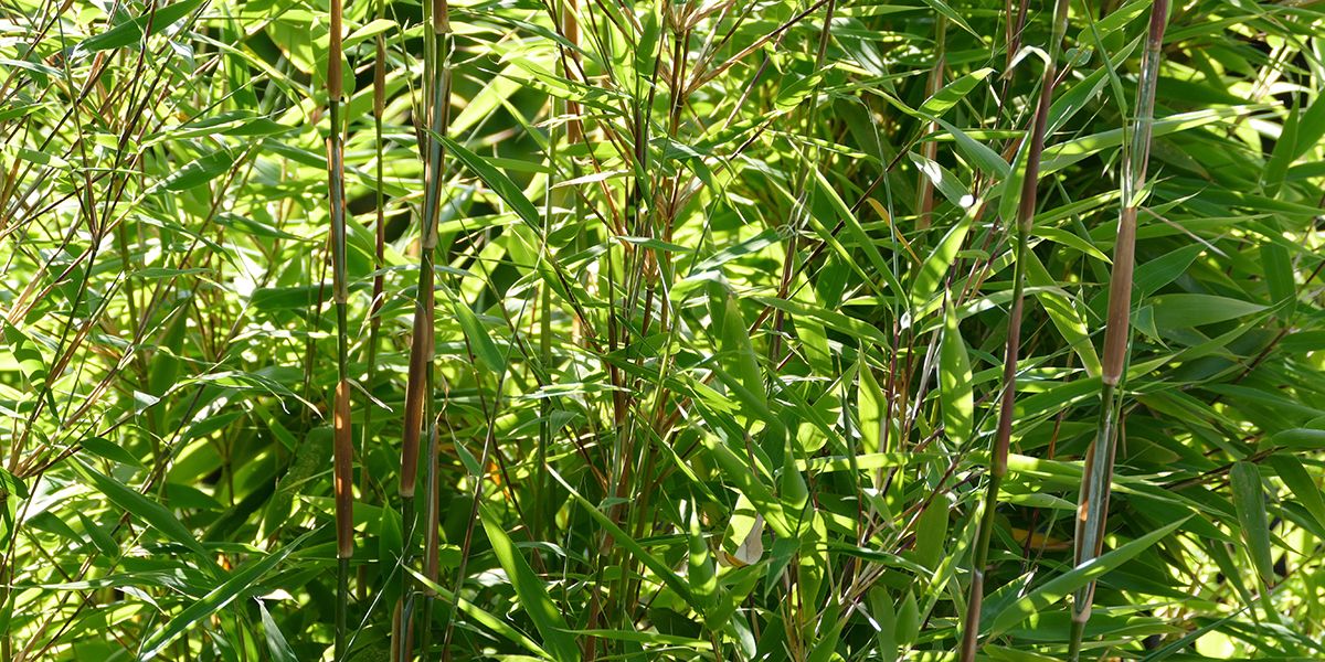 Le bambou, l'incontournable exotique pour votre jardin