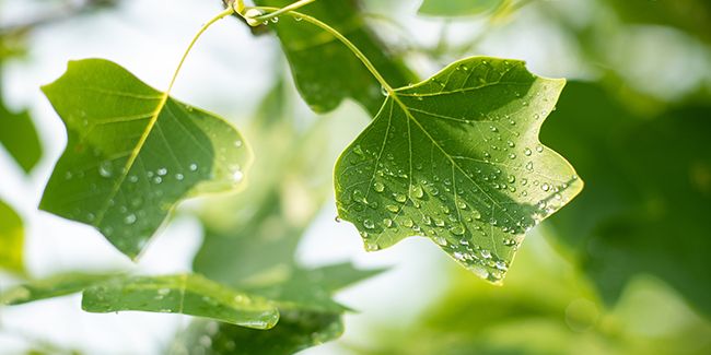 L'éclat du tulipier de Virginie en automne : beauté et caractéristiques