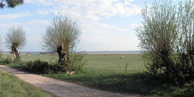 Cultiver des trognes dans votre jardin : un choix écoresponsable