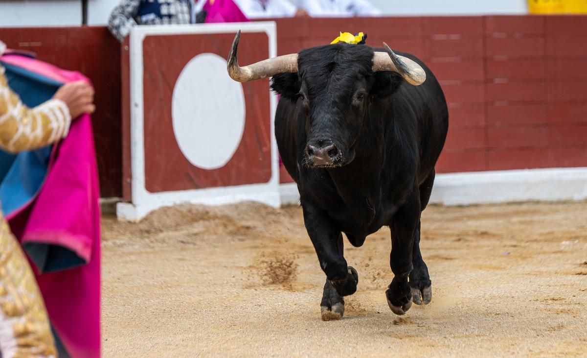 Un tragique accident : un ancien matador trouve la mort en Espagne