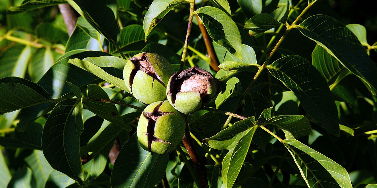 Redécouvrez les bienfaits des noix : récolte et recettes délicieuses