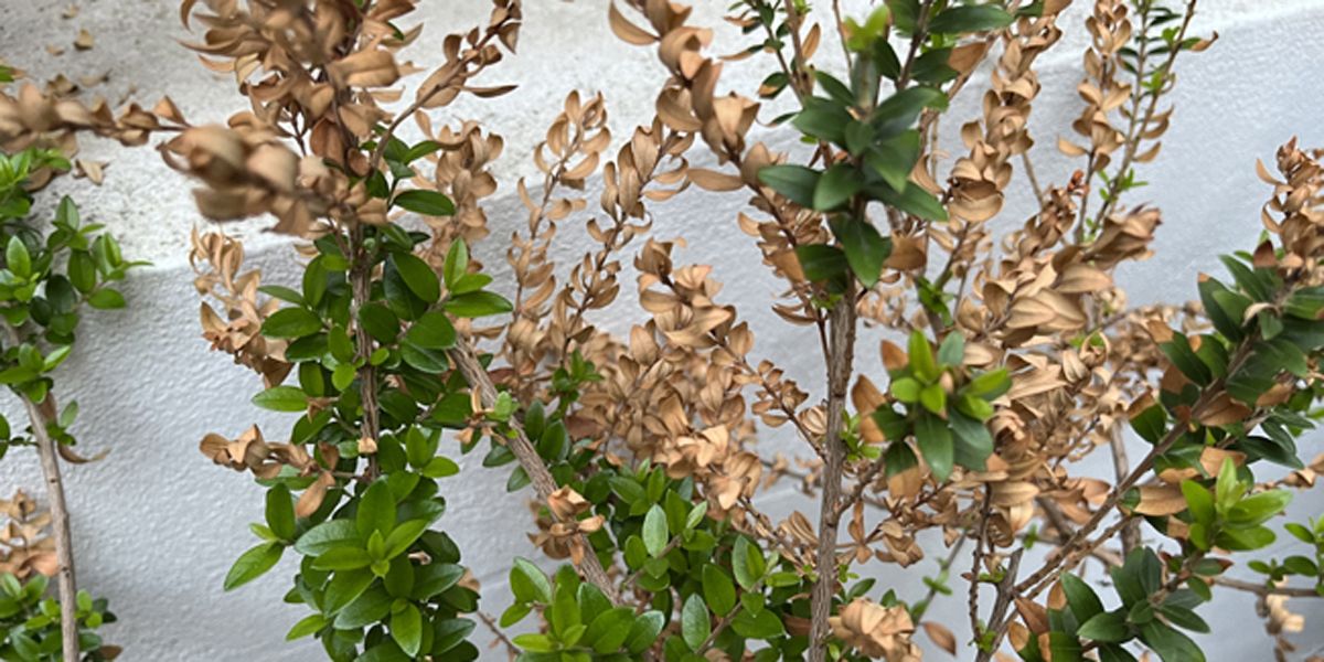 Redonner vie à son jardin après une sécheresse estivale