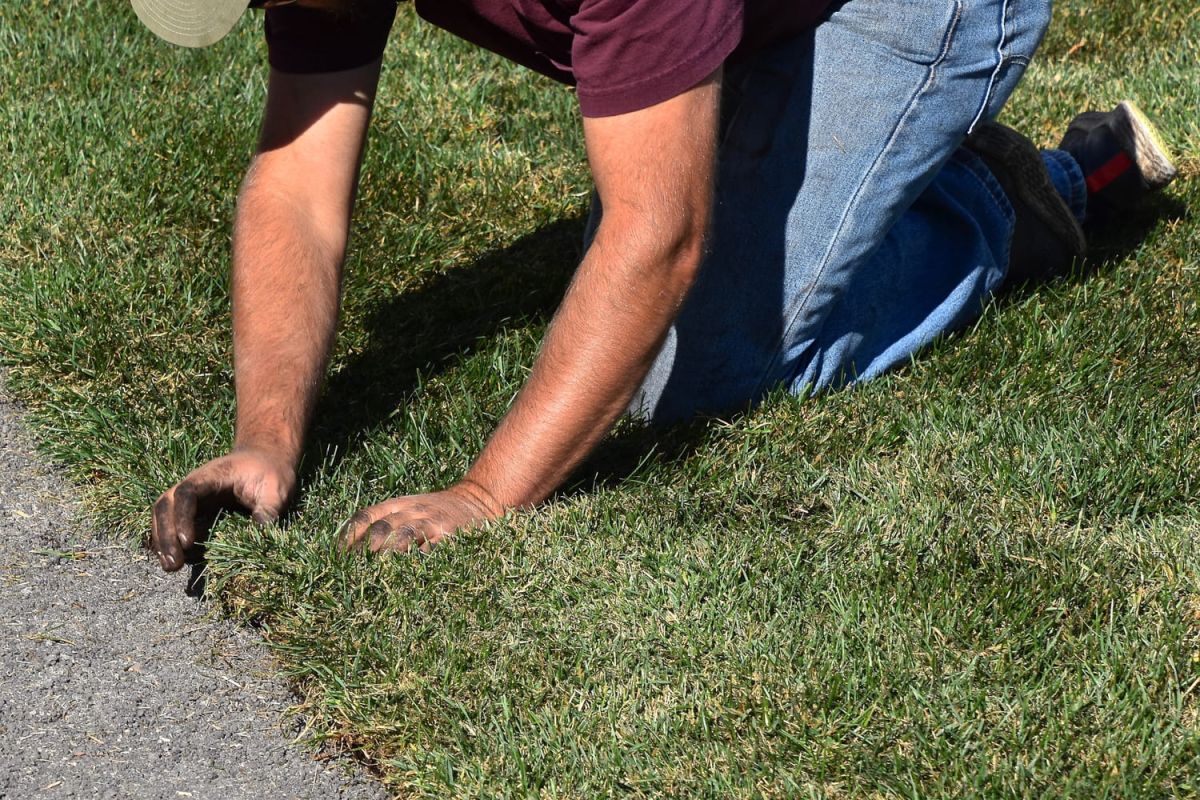 Engazonnement : période, technique, prix...