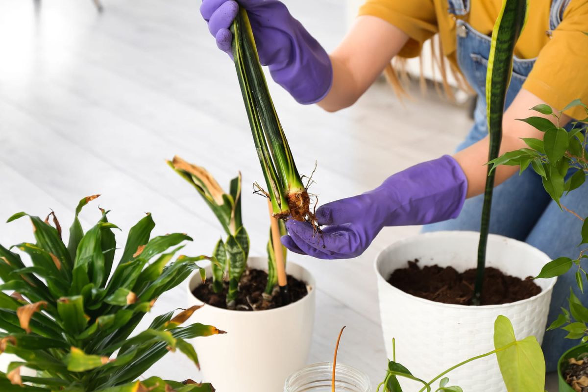 Votre plante noyée ? Voici comment lui redonner vie