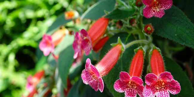 La kohlerie : fleur d’intérieur aux nuances tropicales