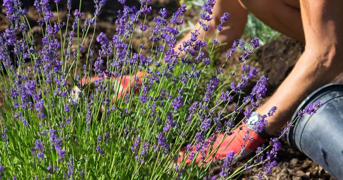 Des plantes naturelles pour tenir les moustiques à distance