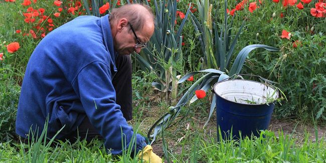 Désherbants sélectifs : une lutte ciblée pour un jardin écoresponsable