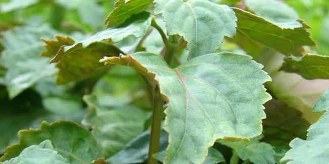 Patchouli : l'odeur intemporelle du voyage