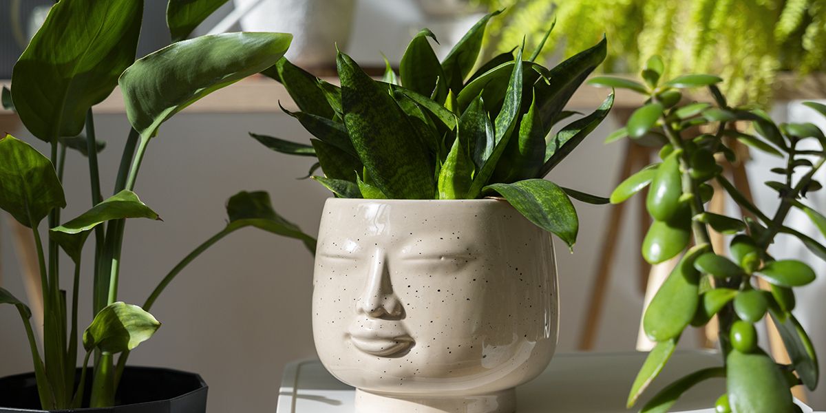 10 conseils pour chouchouter vos plantes d'intérieur cet hiver