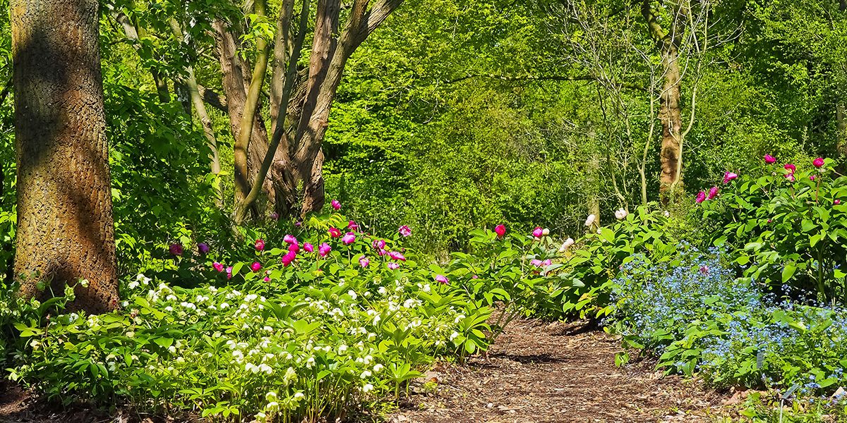 Le jardin-forêt, une révolution de l'agroforesterie à petite échelle