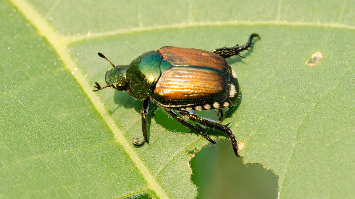 Scarabée japonais : un nouvel envahisseur à surveiller de près en France