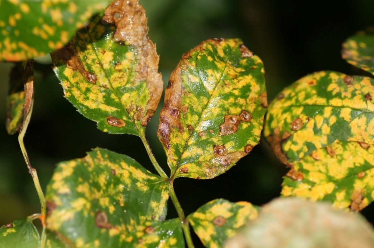 Protéger vos rosiers : le guide essentiel à la bouillie bordelaise