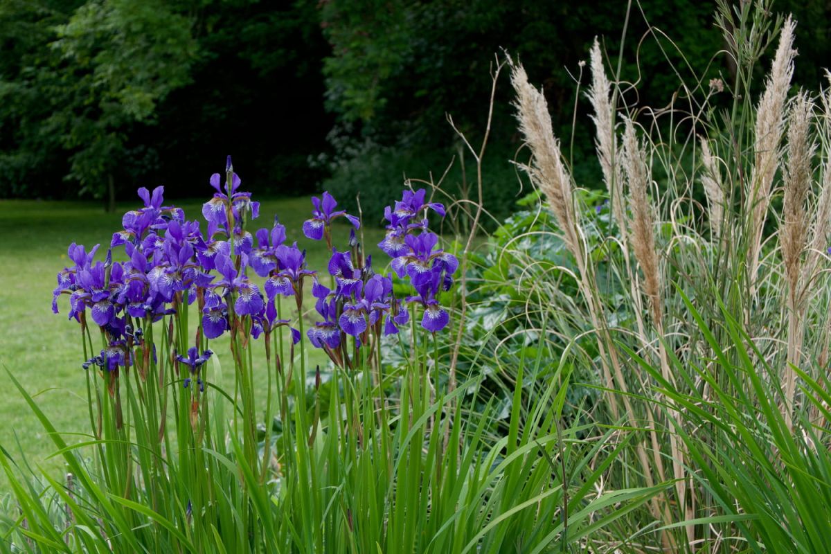 Une plante prisée devient un fléau : attention à l'herbe de la pampa