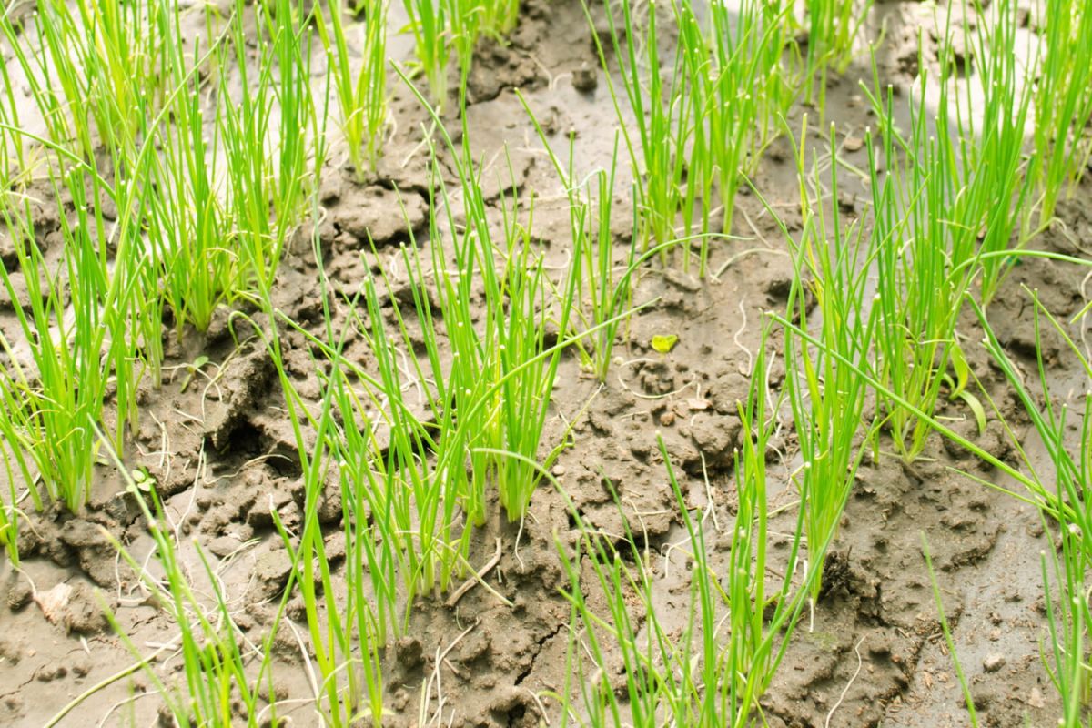 Semis de poireaux : les clés de la réussite