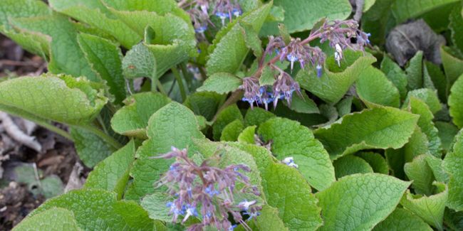 Bourrache du Caucase (Trachystemon orientalis) ou bourrache orientale
