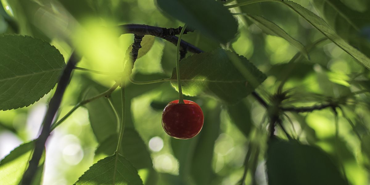 La durée de vie des cerisiers : quand doit-on envisager leur remplacement ?