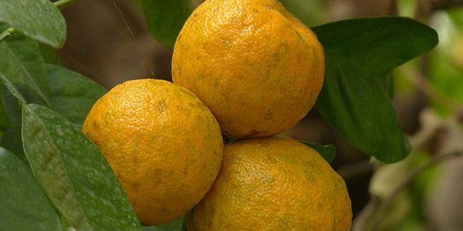 Les secrets bien gardés du bigaradier et ses mille vertus