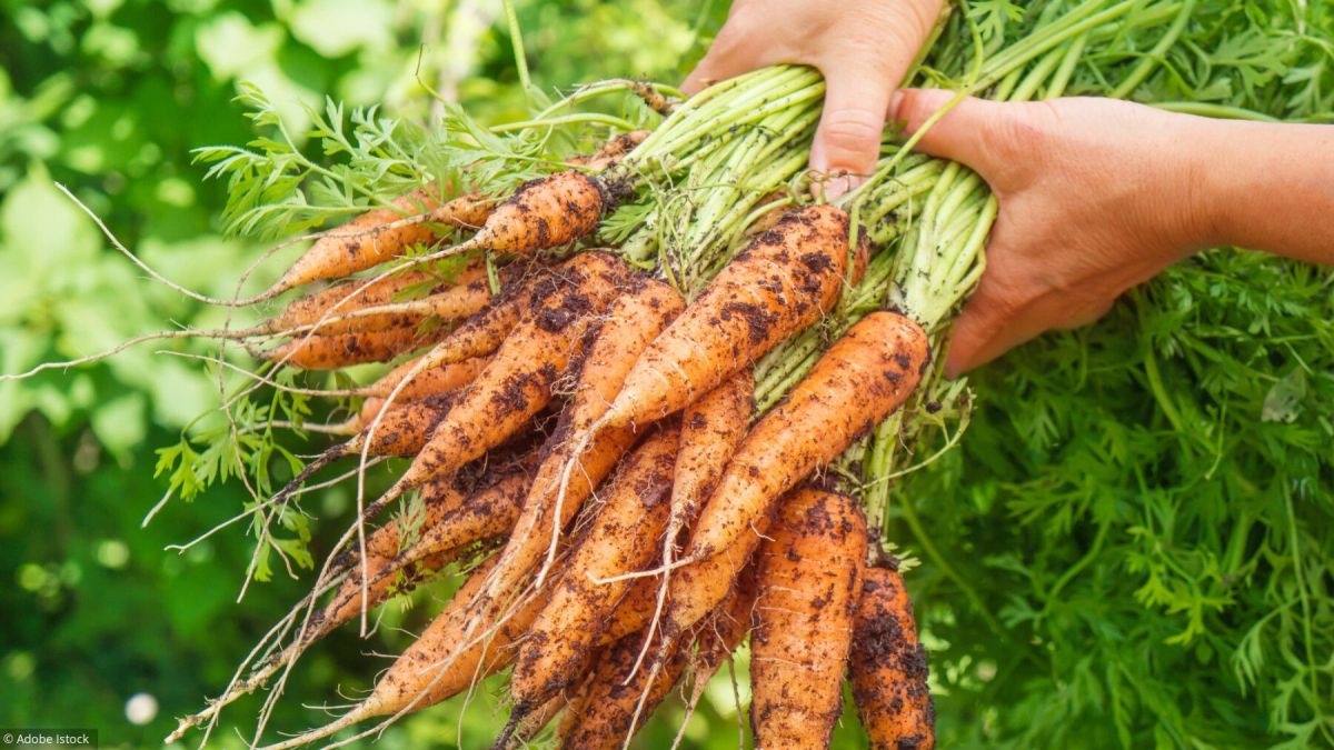Les secrets pour réussir vos semis de carottes au jardin