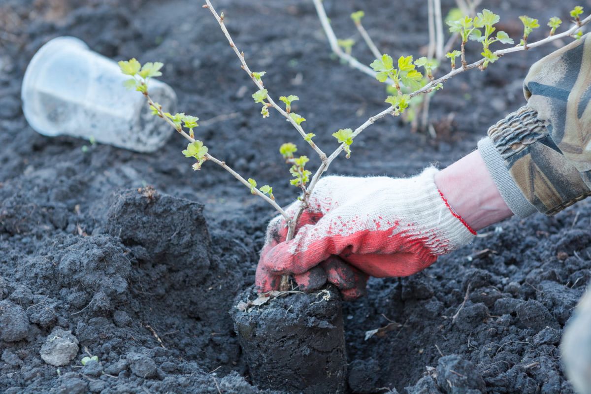 Préparez votre jardin pour une récolte de fruits succulents l'été prochain