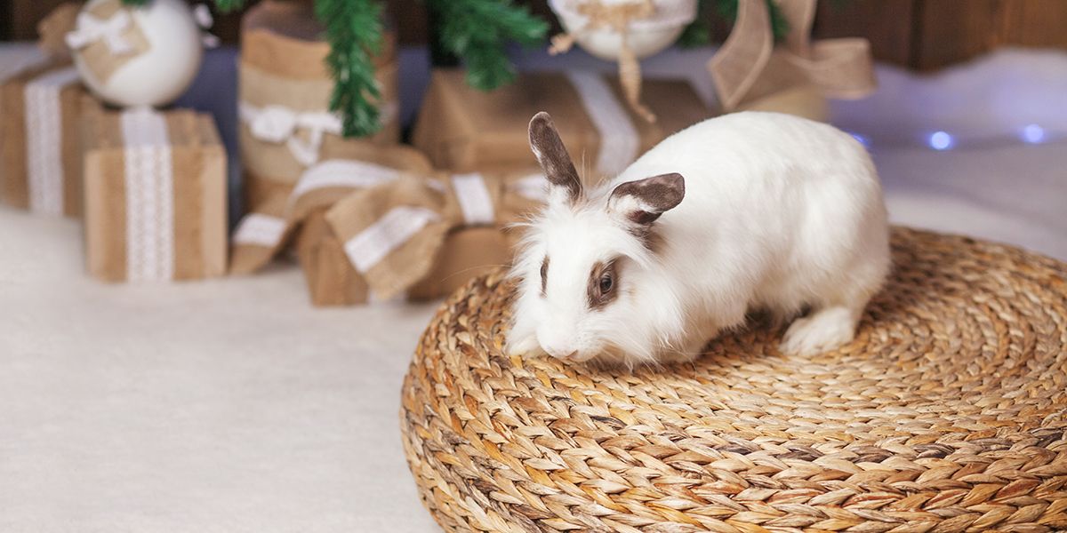 Laisser son lapin libre à la maison : guide des précautions essentielles