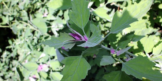 Arroche des jardins (Atriplex hortensis), le faux épinard