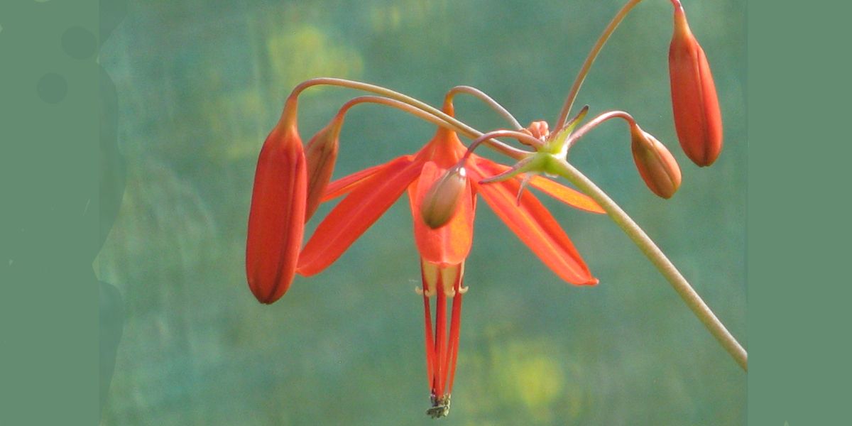 Bessera elegans : un corail éblouissant pour votre jardin