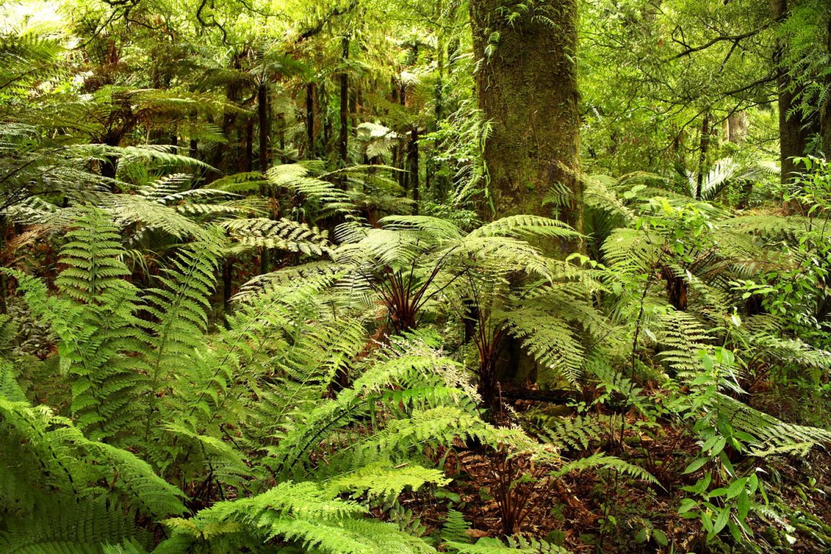 Découvrez les secrets des fougères : plantation et entretien révélés