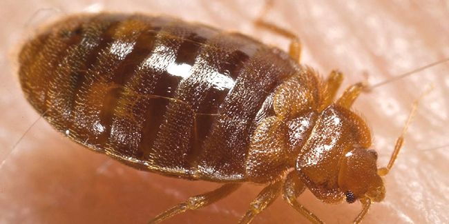 démystification des punaises de lit : comment les neutraliser efficacement