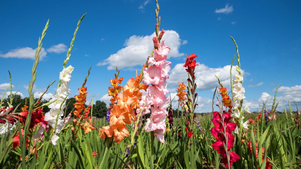 Les secrets pour cultiver des glaïeuls éblouissants au jardin
