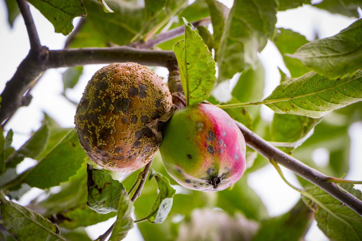 Lutter contre la moniliose : conseils pour protéger vos arbres fruitiers