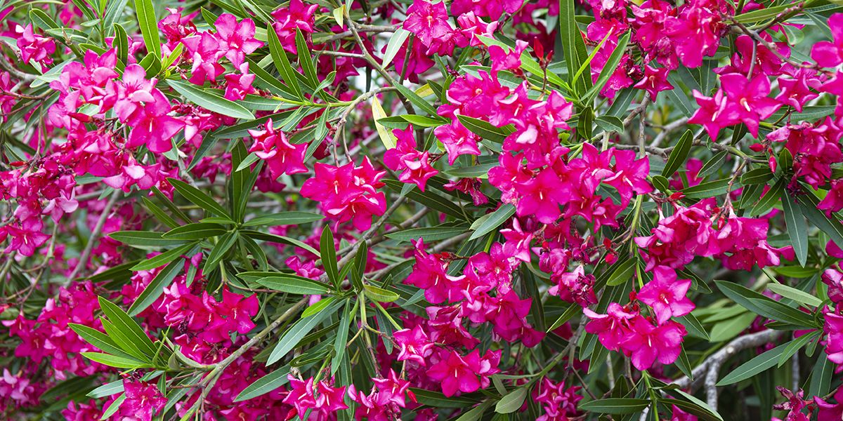 Éveillez votre jardin avec ces 9 arbustes persistants et fleuris